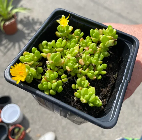 Sedum rubrotinctum 'Jelly Bean Plant' - Sedum